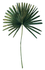 washingtonia palm frond
