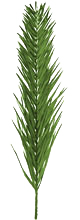 palm_leaf