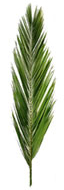 palm branches