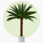 areca palm